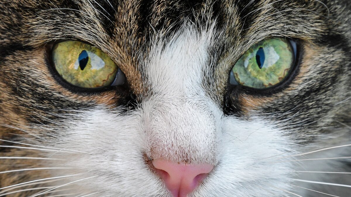 Большинство владельцев животных уверены, что сухой нос появляется из-за болезни. На самом деле это не совсем правильное утверждение. Сухой нос может быть и у здоровой кошки.