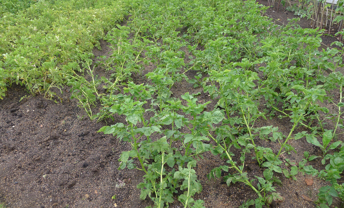 Фото автора. Грядки картофеля