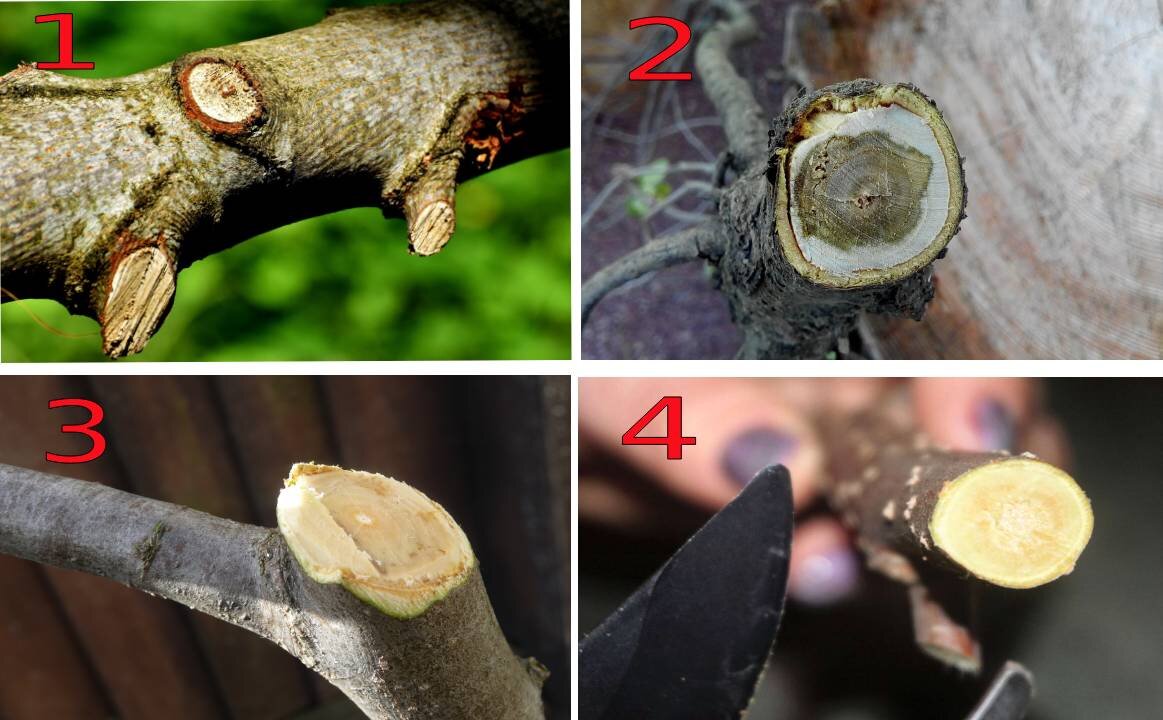 1- неровный срез не в том месте: такие пеньки долго не зарастают и служат "посадочной площадкой" для инфекции; 2 - сверху на ветке виден задир коры, такая рана тоже тяжело затягивается; 3 - неровный срез, такие нужно заравнивать ножом; 4 - идеальная работа хорошо заточенного секатора.