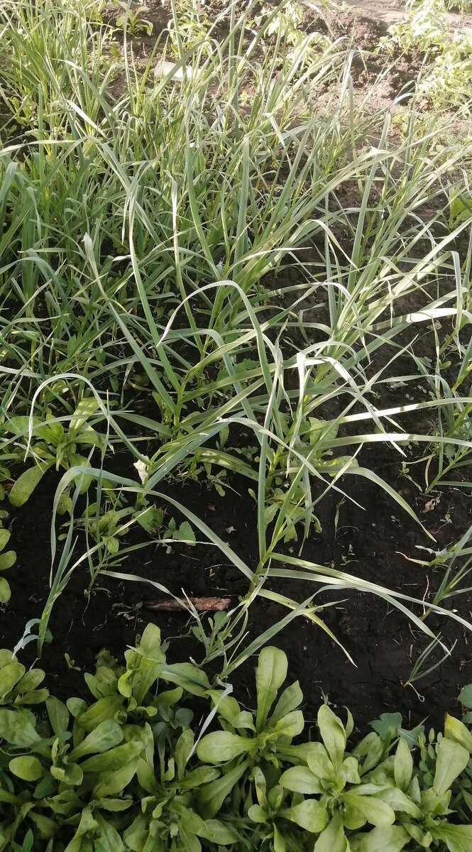 Рядом с чесноком у меня растёт  календула, для защиты от вредителей