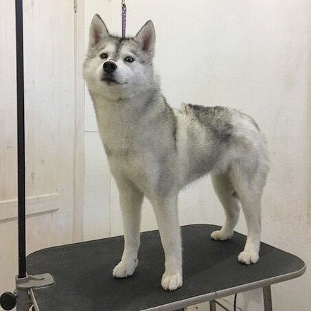 Мы только что привезли Цири