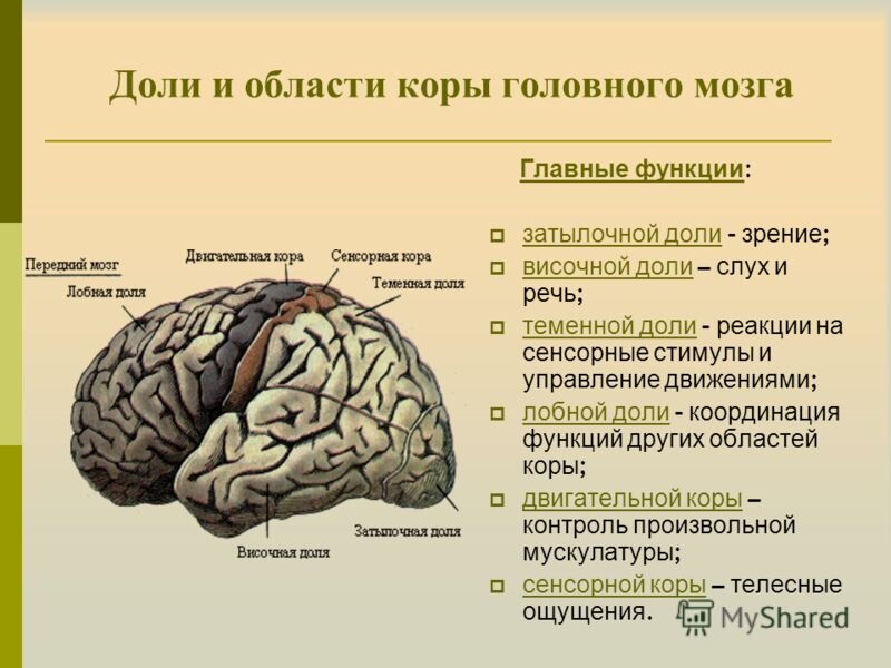 Какой цифрой на рисунке обозначена доля головного мозга в которой расположена слуховая зона