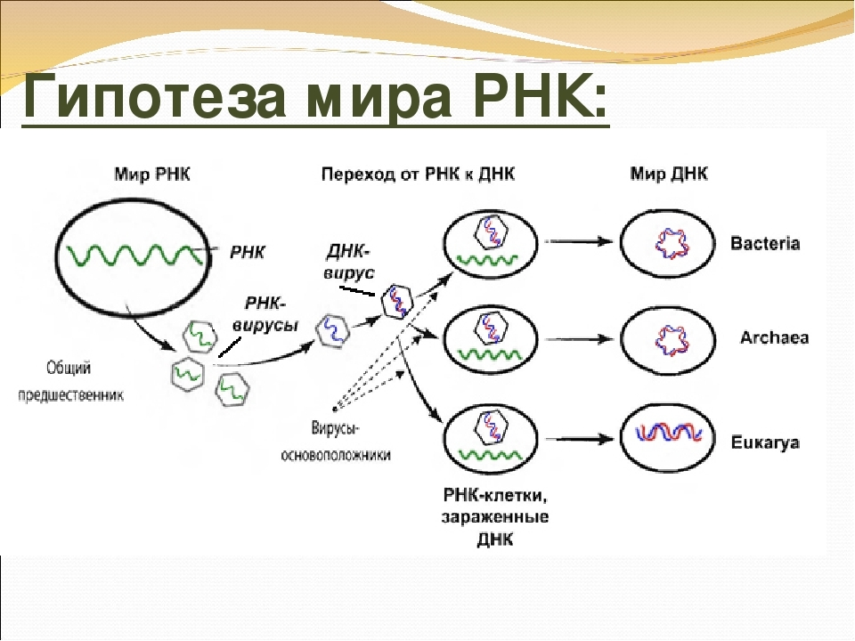 Мир РНК гипотеза. Мир РНК теория происхождения жизни.