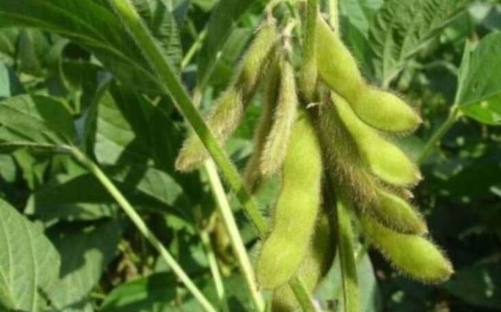    Спутниковое слежение за соевыми нематодами запускает Syngenta