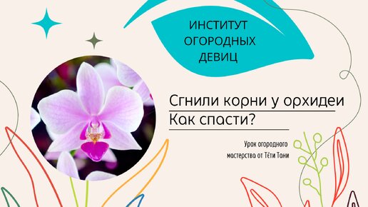 Орхидея. Сгнили корни. Как спасти?