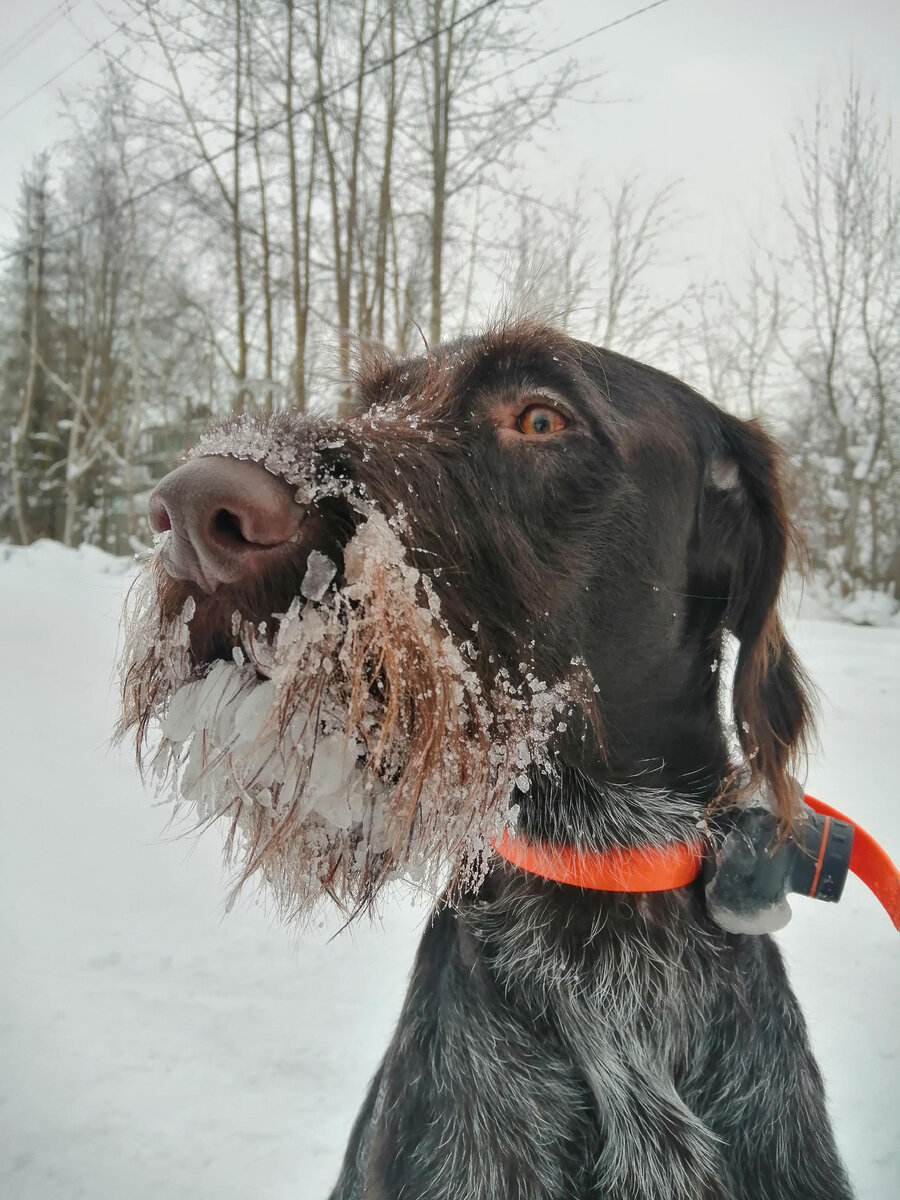 Вот так по обмерзает борода в снегу))) Звуковой выход ошейника забивается снегом и часто не слышно его. Надо прочищать периодически. Такой косячок есть у ошейника.