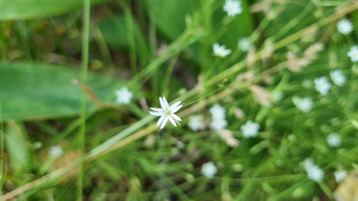 Немного лета 