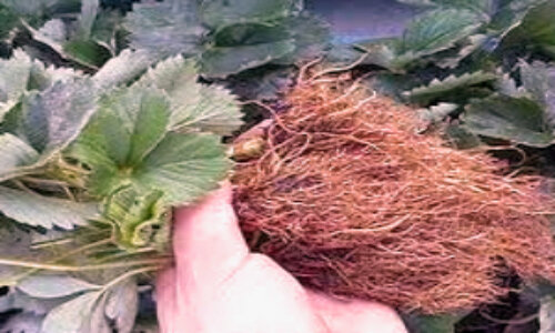 Посадочный материал с хорошо развитой коневой системой и розеткой.