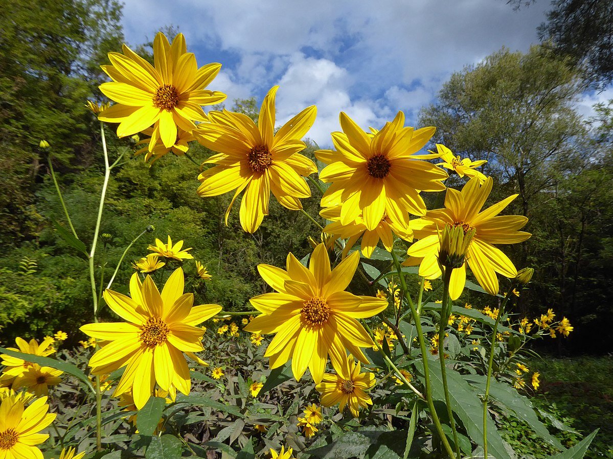 Топинамбур Helianthus tuberosus