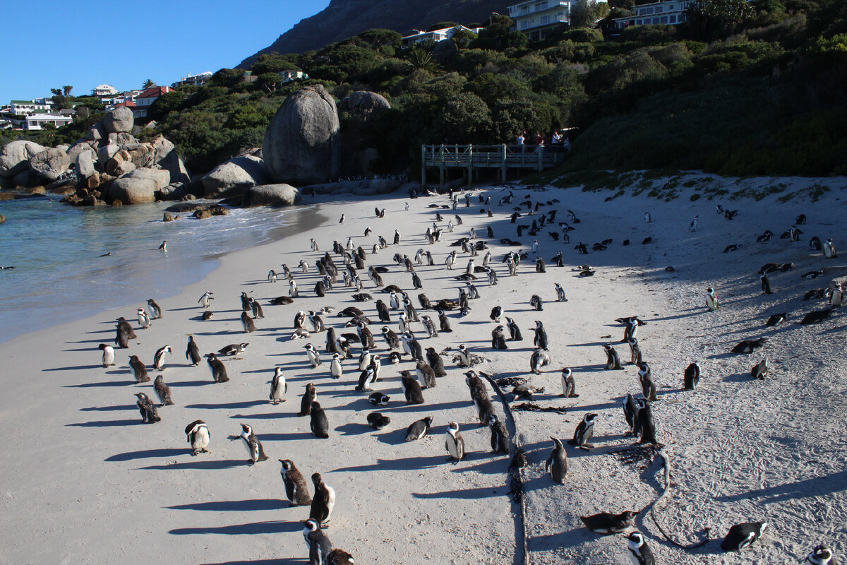 Пингвиний пляж Boulders. Фото автора