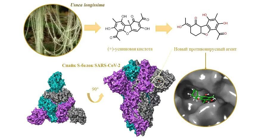 Источник: Софья Борисевич, руководитель теоретической группы «Кванты и динамика»Усниновая кислота, выделяемая из лишайников, и активные производные (+)-усниновой кислоты связываются с поверхностным вирусным белком SARS-CoV-2
