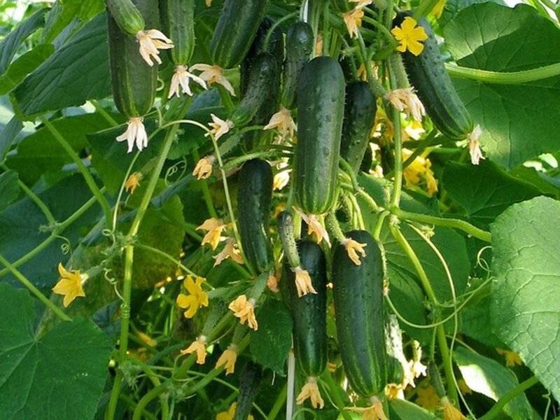 Ф1 сорта огурцы балконное. Огурец балкончик f1. Семена огурцов для балкона самоопыляемые ранние. Сорта огурцов для балкона и подоконника самоопыляемые. Огурец балконный f1.