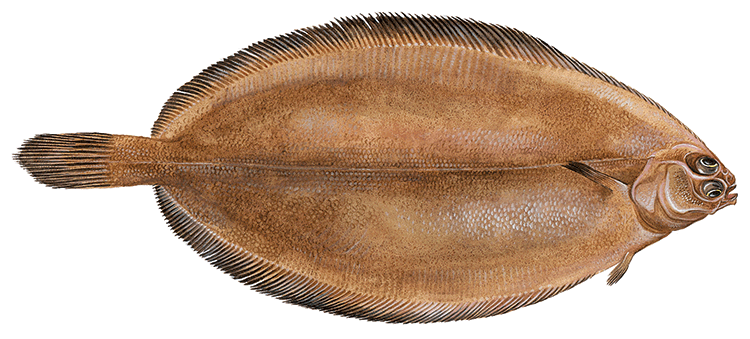 Glyptocephalus cynoglossus