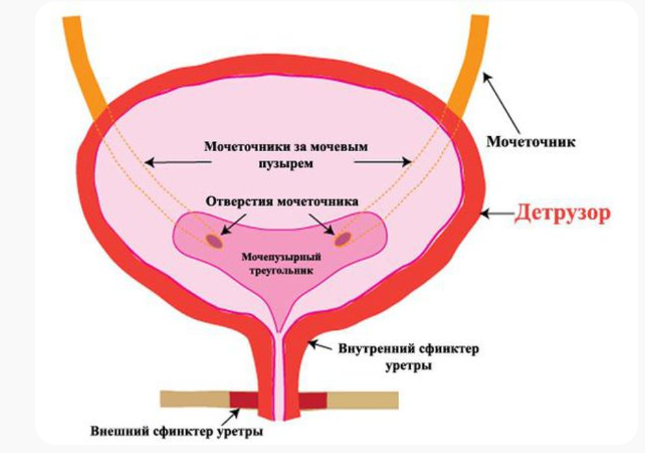 Дизурия (нарушения мочеиспускания) — диагностика и лечение