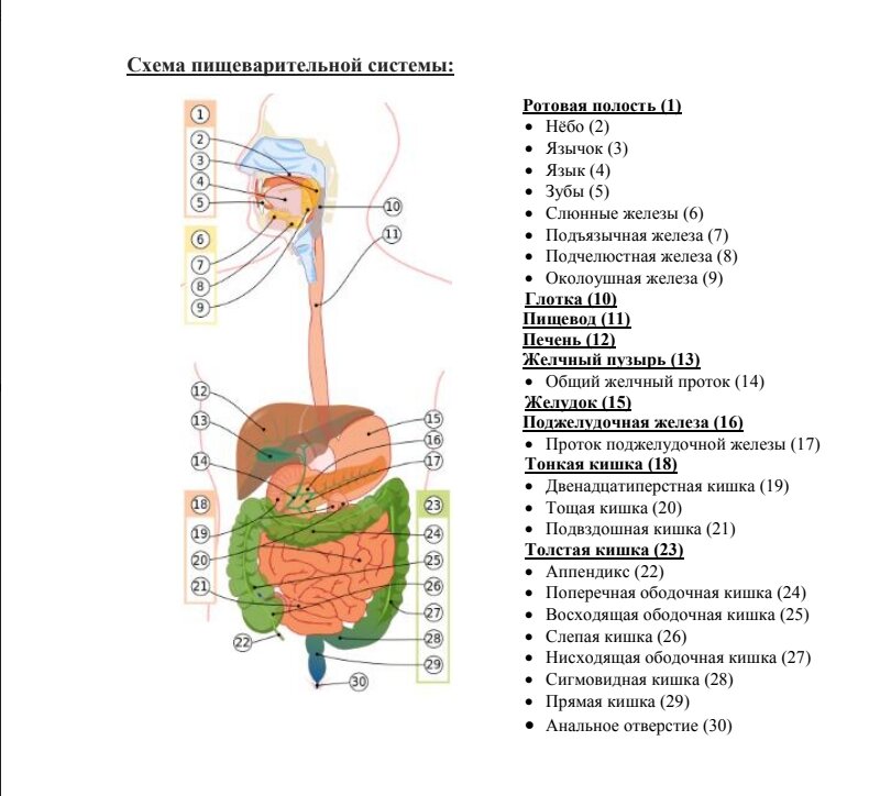 Заполните схему пищеварительная система. Схема пищеварительной системы человека 3 класс. Схема пищеварительной системы человека 8 класс. Пищеварительный тракт человека схема. Схема пищеварения с ферментами.