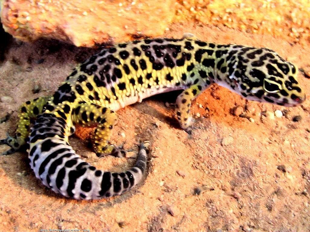 Пятнистый леопардовый эублефар (Eublepharis macularius).