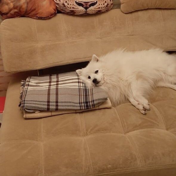 Японский шпиц - Белый Лекарь Б. https://vk.com/beliy.lekar