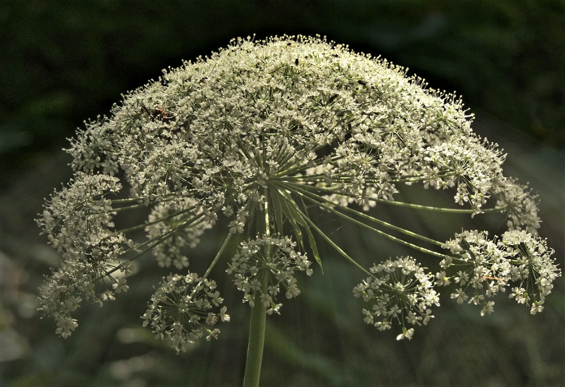 сложный зонтик цветок. растения с зонтичными соцветиями. растение сложный зонтик. горичник пестрый. соцветие сложный зонтик примеры.