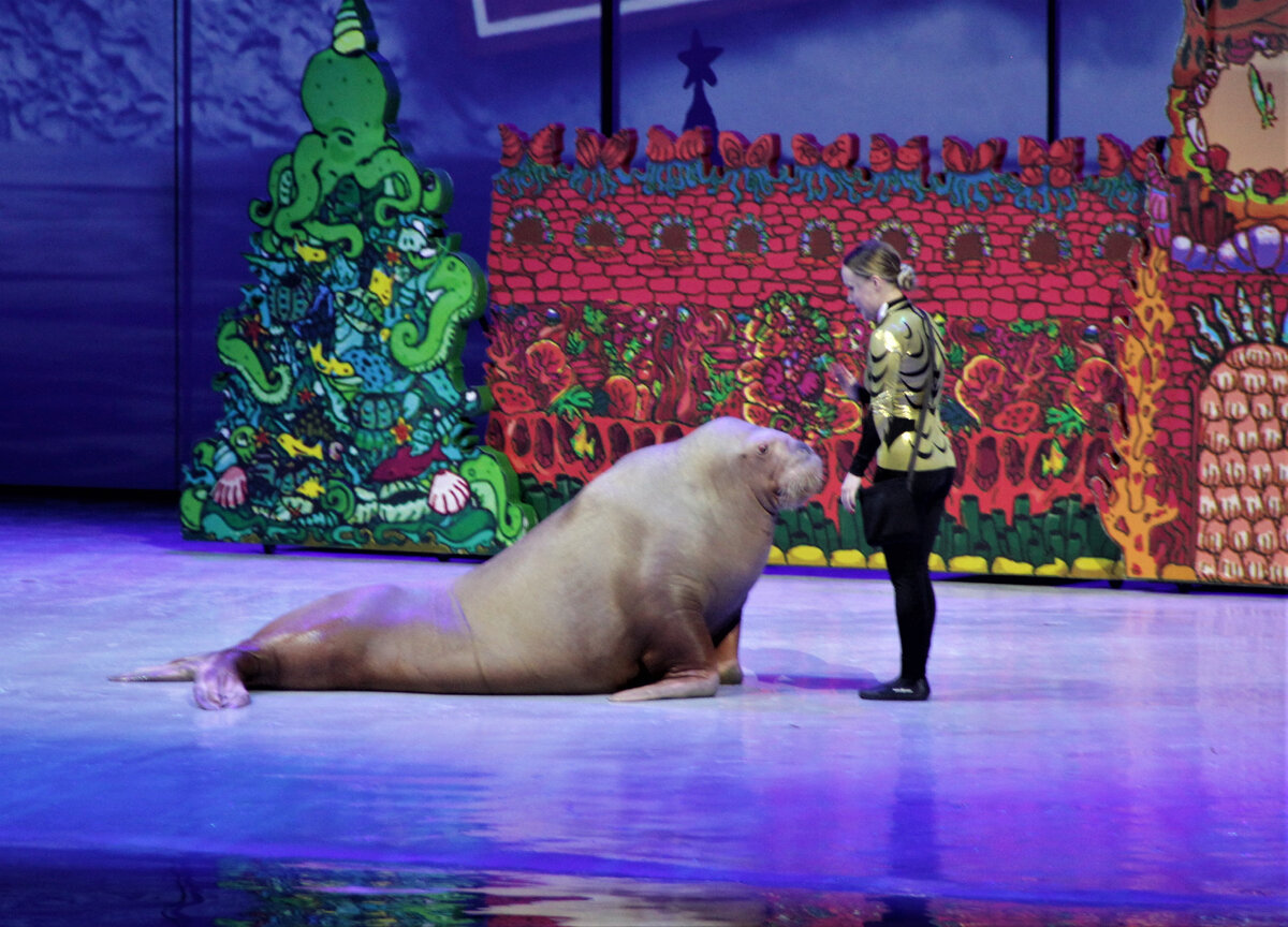 шоу новогодний круиз в москвариуме. москвариум новогодний круиз 2023. новогодний круиз москвариум. москвариум новогоднее шоу 2023. новогодний круиз москвариум.