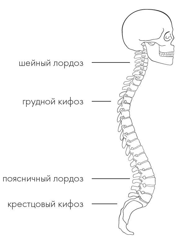 Шейный лордоз позвоночника. Лордоз и кифоз позвоночника схема. Шейный лордоз формируется у ребенка. Кифоз книги.