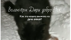 Приют дари добро нск