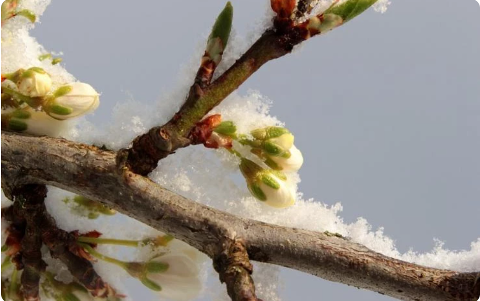 Аномальная зима: как защитить растения от сюрпризов погоды