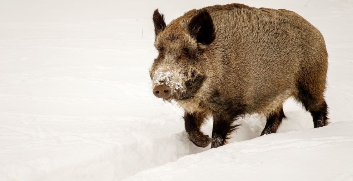    Фото: Нацпарк «Лосинный остров»