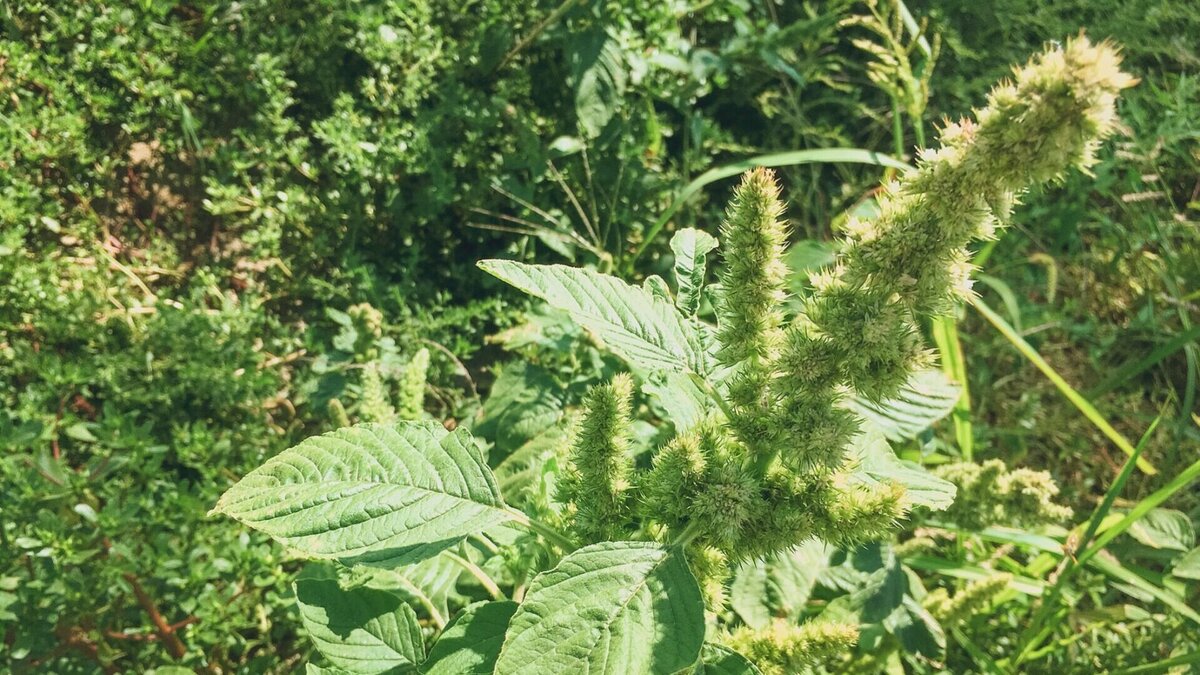     Мужчина в Дивеевском районе подставил соседку. Дело в том, что он подбросил на участок пенсионерки семена конопли, пишет Ni Mash.