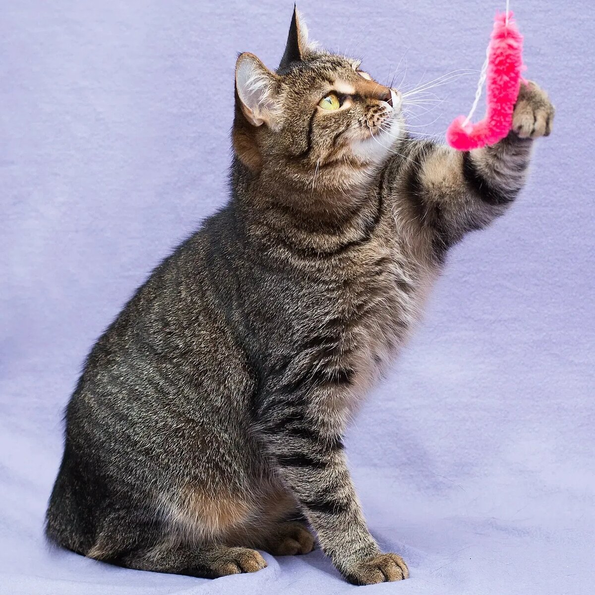 Про кошку которая. Кошка. Кошек которые. Котёнок с особенной шерстью. Плавленный кот