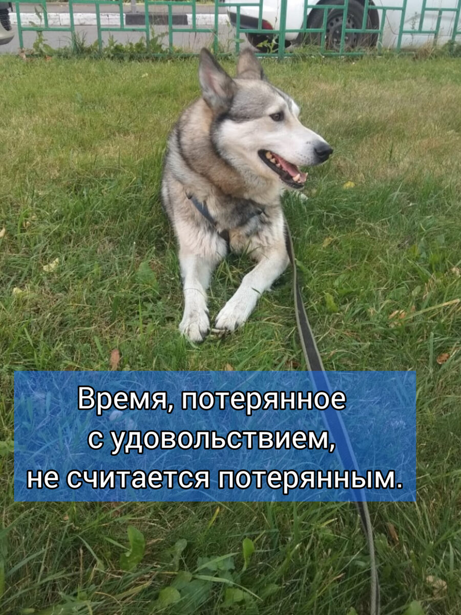 На фото собака по кличке Север