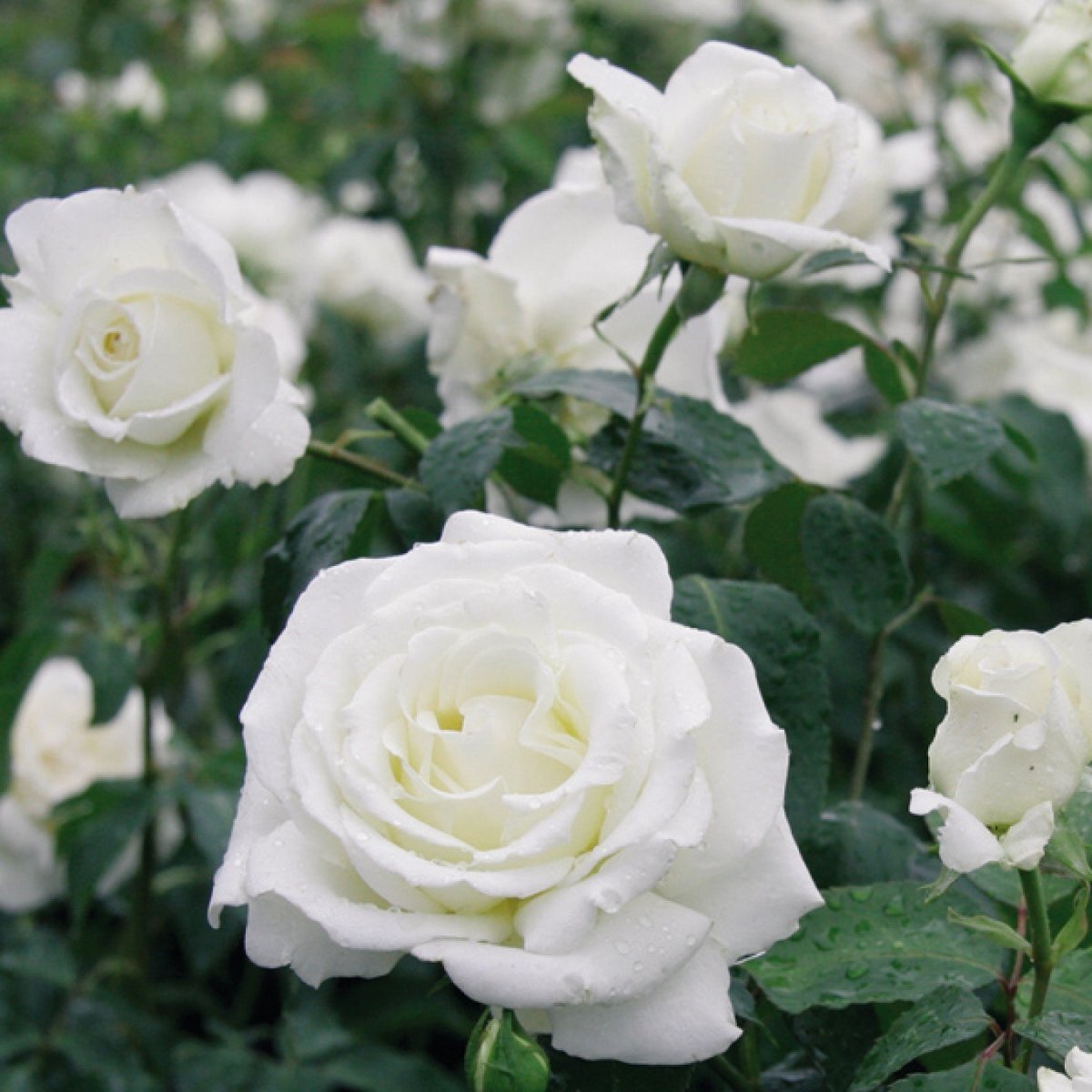 Роза флорибунда White Bouquet