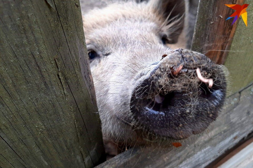     Минчанин хотел стать фермером, но заморил до смерти животных. Фото: архив «КП»