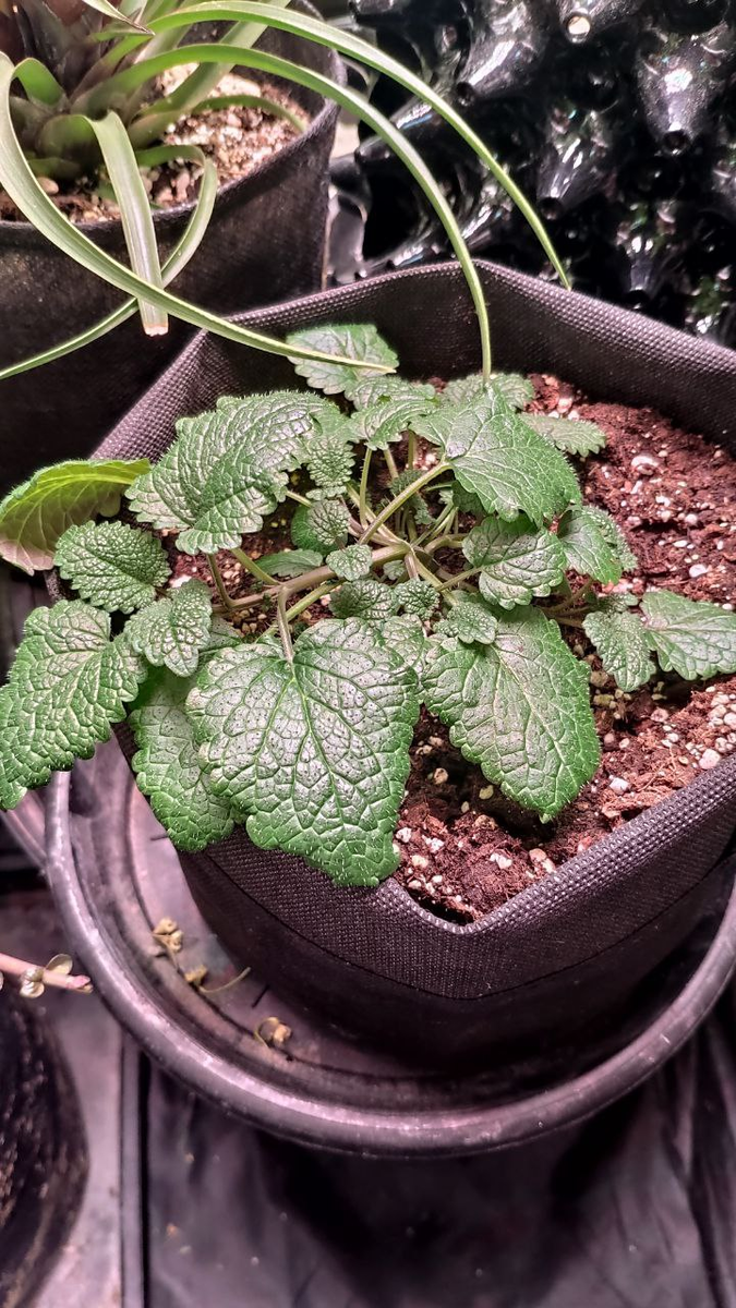 Шоколадная мята и мелисса. Лекарственные растения или помощники в саду?