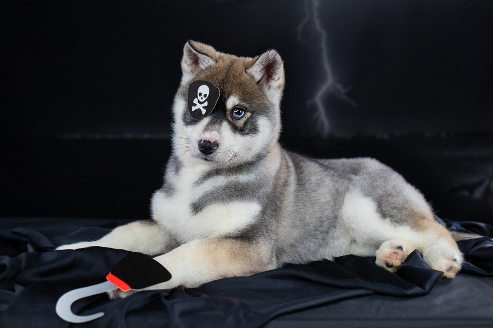     Щенков назвали в честь пиратов и нарядили для съемки. Фото: Алена РАЙФУТДИНОВА, vk.com/white_fish_photography