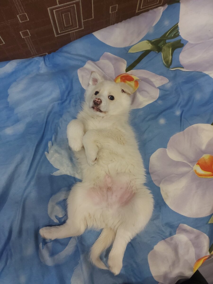 Джоник