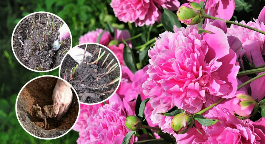 Фотография взята из источника 2sotki.ru