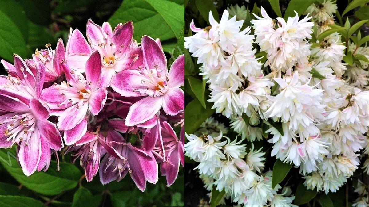 Неприхотливый кустарник с невероятно обильным цветением! | GardenLife ...