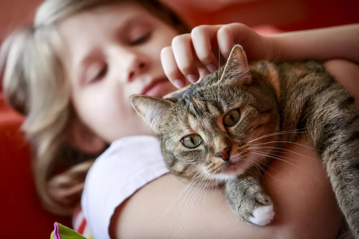 Фелинотерапия для детей. Кошки целители. Кошки лекари. Кошка и хозяин.