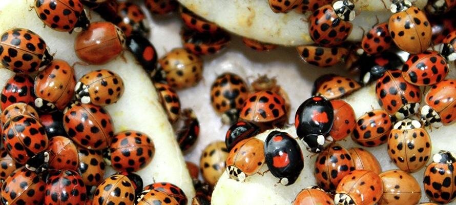    Как защититься от азиатской божьей коровки – руководство Константин Крунев
