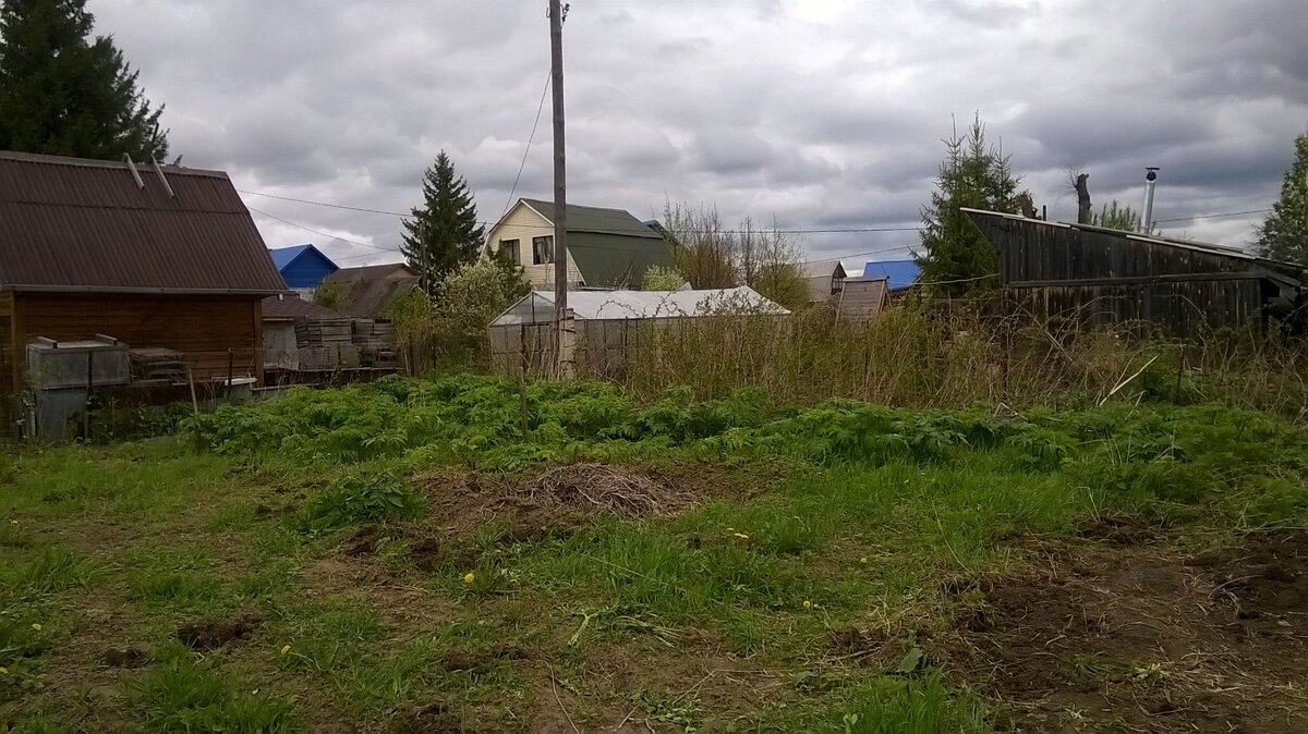 Борьба с борщевиком в разгаре