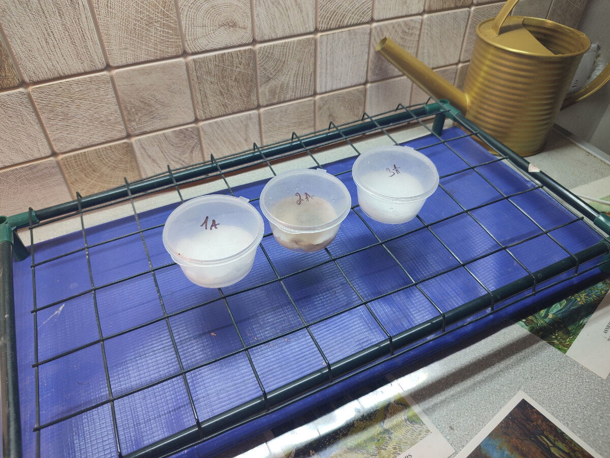 Вот так стоят семена над теплым ковриком для рассады 