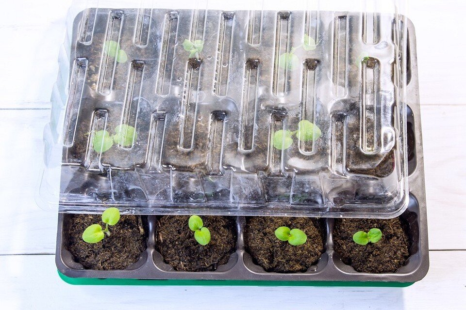    ShutterStock/Fotodom.ru