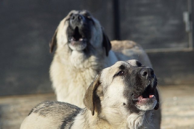   Как будут защищать людей от бездомных собак?