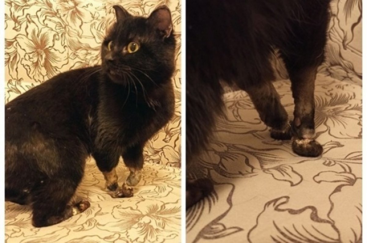    В Новосибирске врачи спасают кота с ампутированными лапами