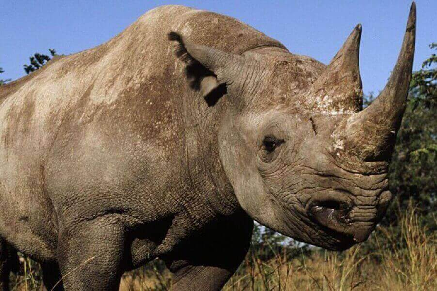 Самец белого носорога. Последний умер в Кении в 2018 году Фото: worldwildlife.org
