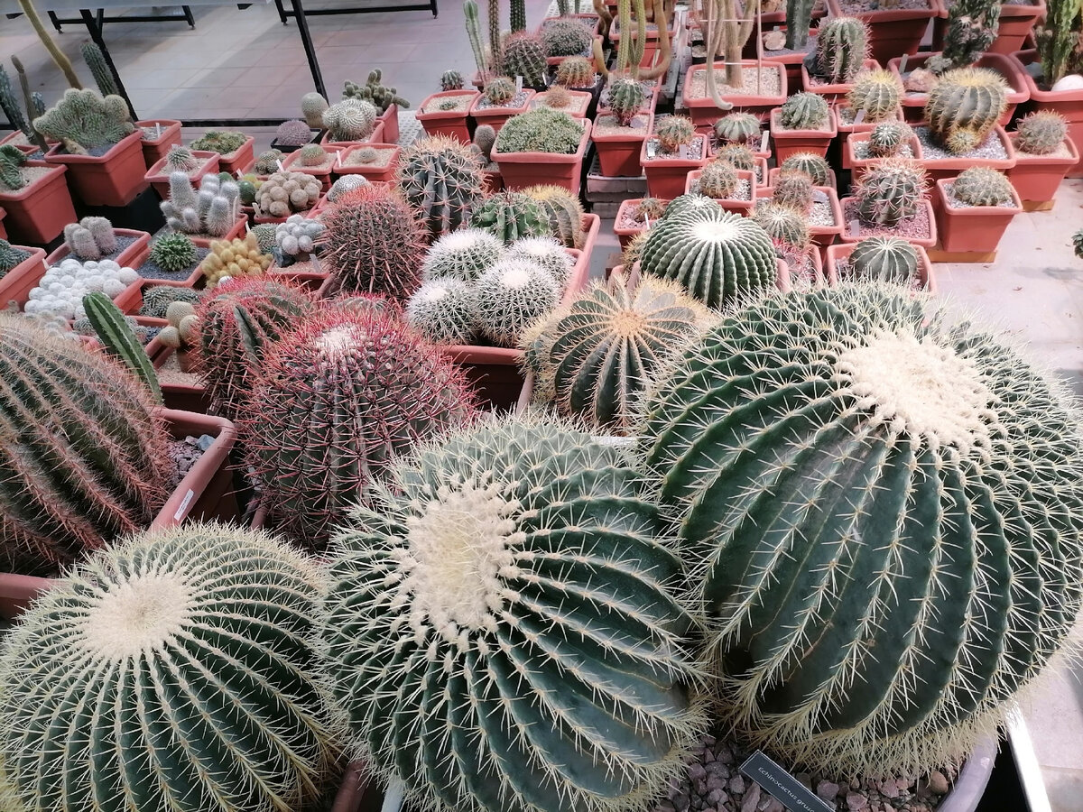 Суккулентная красота из "Аптекарского огорода"