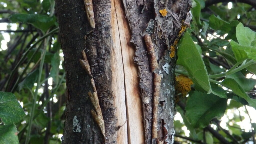 Если не пролечить морозобоину, то дерево можно потерять