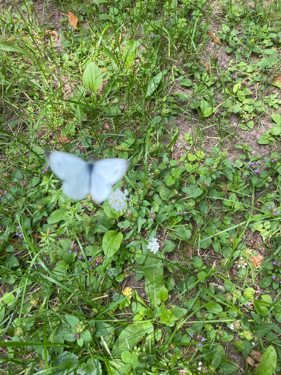 "Счастливой мошкою летаю, живу ли я, иль умираю..." Войнич "Овод"