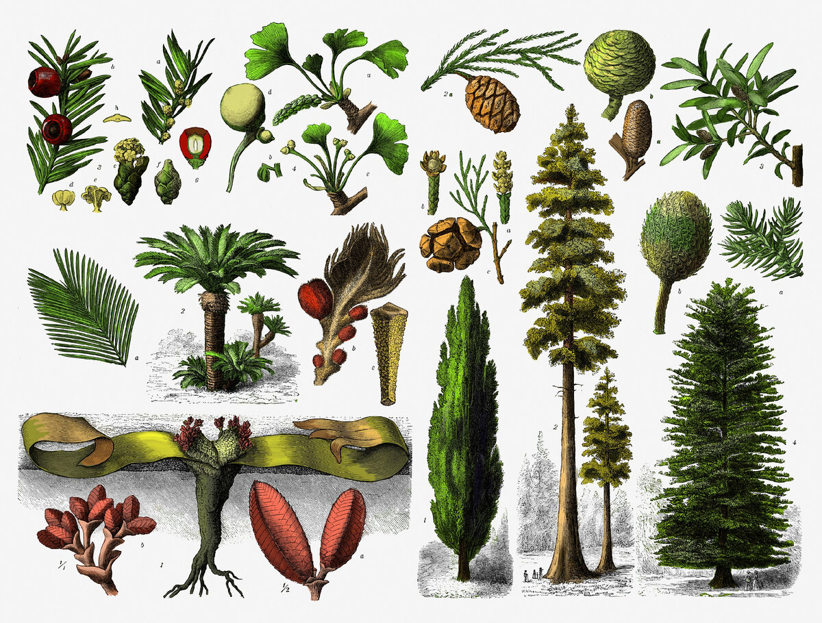 1 вид растения. Таблица Голосеменные Саговниковые Гинкговые. Семенные и Голосеменные растения. Хвойные Гинкговые Гнетовые Саговниковые. Вымершие Голосеменные растения.