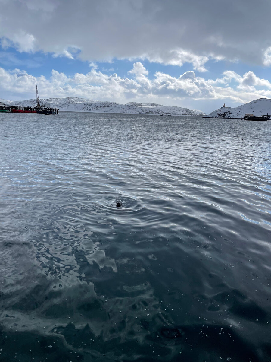 Морской котик.